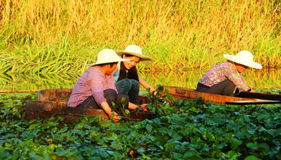 邵伯菱的故事